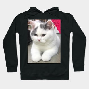 the chubby white cats Hoodie